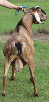 trumpet rear